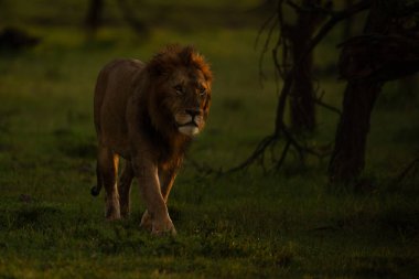 Male lion walks past bushes at sunrise clipart