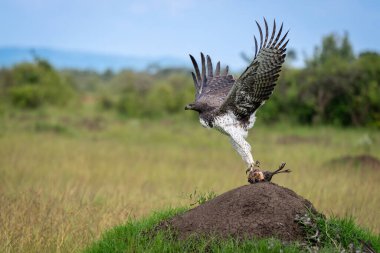 Martial eagle taking off from termite mound clipart