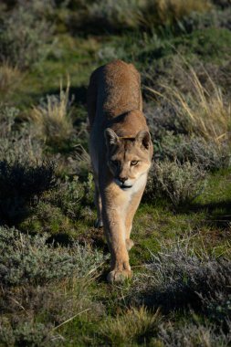 Puma crossing scrubland in sunshine toward camera clipart
