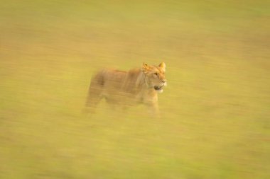 Slow pan of lioness walking through grassland clipart
