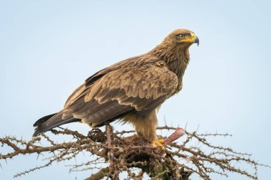 Steppe eagle guards kill on whistling thorn clipart