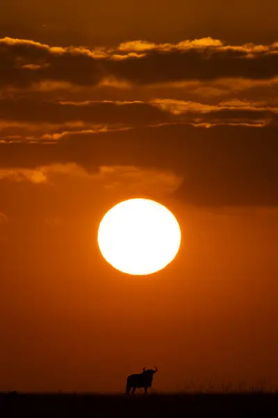 Blaues Gnu Steht Nach Sonnenaufgang Horizont Stockfoto