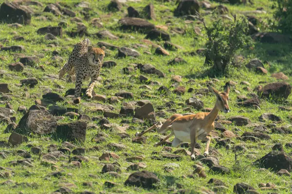 Gepardin Jagt Impala Über Felsigen Boden Stockbild