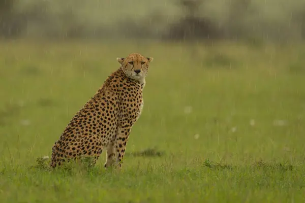 Gepardin Sitzt Auf Gras Und Beobachtet Kamera Stockfoto