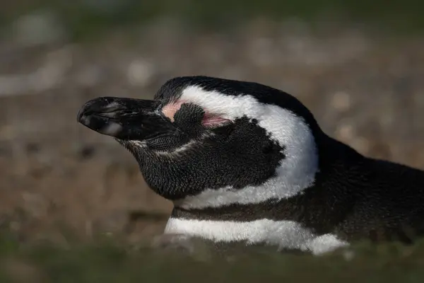 Pingouin Magellan Dort Dans Terrier Sur Pente Image En Vente