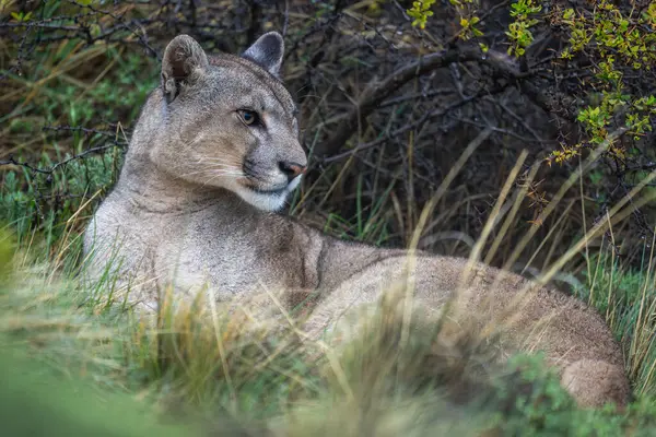 Puma Liegt Langen Gras Neben Busch lizenzfreie Stockbilder