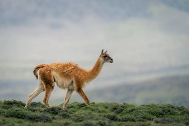 Guanaco çimenli tepe boyunca çalıların arasında yürüyor.