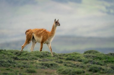 Guanaco çimenli sırtta çalıların arasında yürüyor.