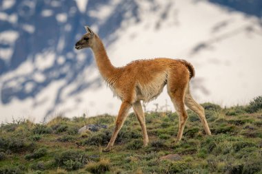 Guanaco tepenin üstünde yürüyor.