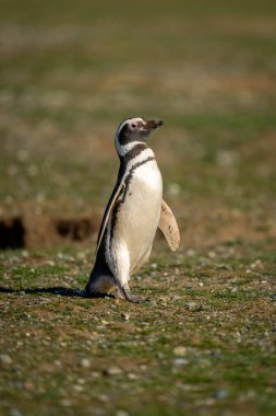Magellanic penguin crosses grass slope eyeing camera clipart