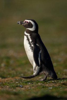 Macellan pengueni çayır yamacını fenerle geçiyor