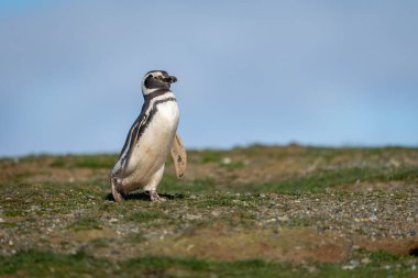 Macellan pengueni çimenli yamaçtan gün ışığında geçiyor