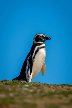 Macellan pengueni güneşte çimenli sırtı geçiyor