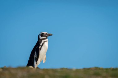 Magellanic penguin crosses horizon under blue sky clipart