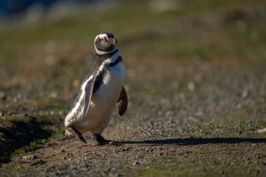 Macellan pengueni kayalık yamaçtan geçiyor.