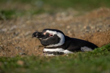 Yuvaya yerleşmiş Macellan pengueni profili