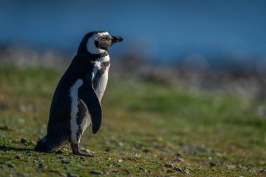 Çimenli yamaçta Macellan pengueni profili