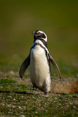 Magellanic penguin lifts foot crossing grass slope clipart