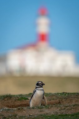 Çimen yamacındaki deniz fenerinin yanındaki Macellan pengueni.