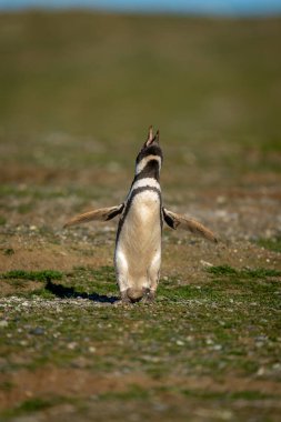 Magellanic pengueni aramak için kafasını kaldırıyor