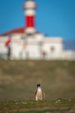 Deniz fenerinin yanındaki çim yamacında Macellan pengueni