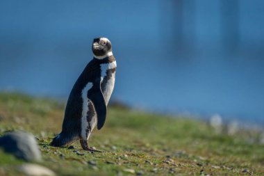 Çimenli yamaçtaki Macellan pengueni başını çeviriyor