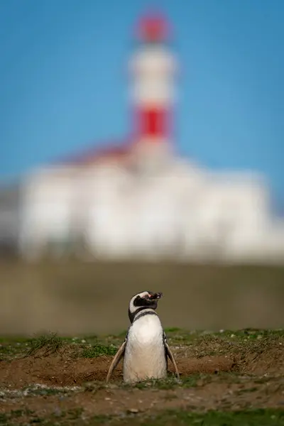 stock image Magellanic penguin near lighthouse on grassy slope