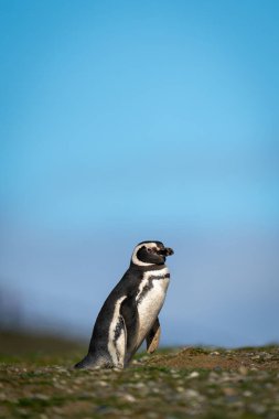 Tepenin yamacında mavi gökyüzüne karşı Macellan pengueni