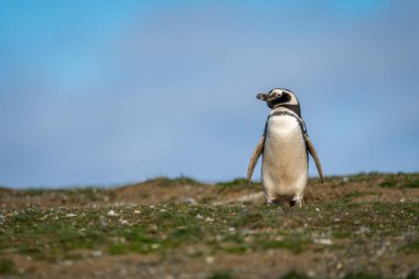 Mavi gökyüzüne karşı yamaçta Macellan pengueni