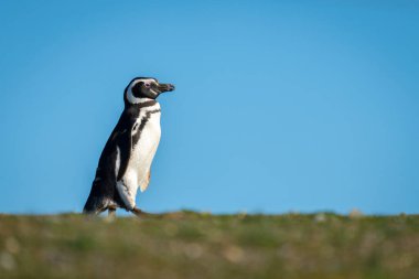 Macellan pengueni otların üzerinde paytak paytak yürüyor.