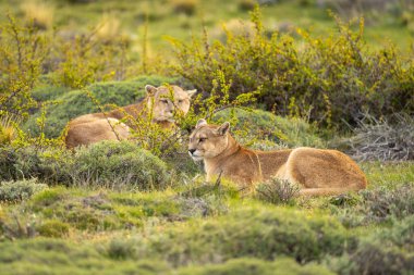 Male and female pumas lie in bushes clipart