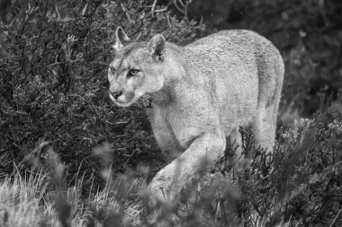 Puma 'nın çalıların arasında yürüdüğü tek çekim.