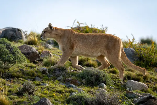 Puma gün ışığında kayaların arasına tırmanıyor.