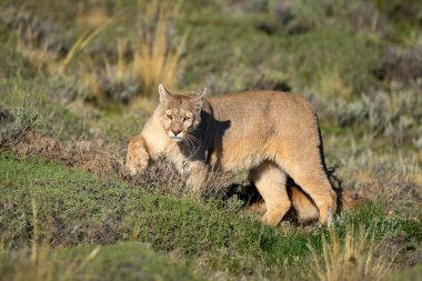 Puma guanaco vagonunu çalıların arasında saklıyor.