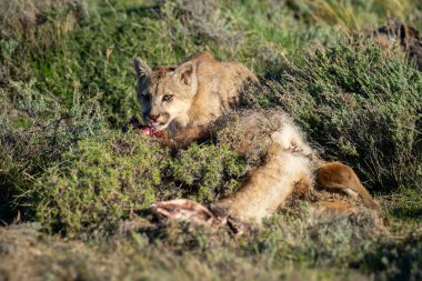 Puma Guanaco 'nun yanında yatıyor. Yakıt lambasıyla öldürüyor.