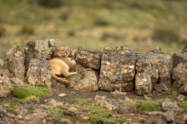 Puma, çimenli tepedeki kayaların arasında yatıyor.