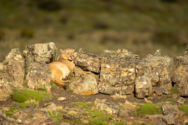 Puma tepedeki güneşli kayaların arasında yatıyor.