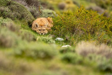 Puma çalıların arasında kameraya bakıyor.