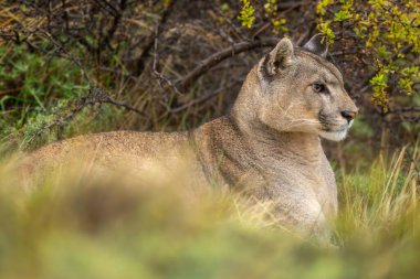 Puma, sık çalıların arasında uzanıyor.