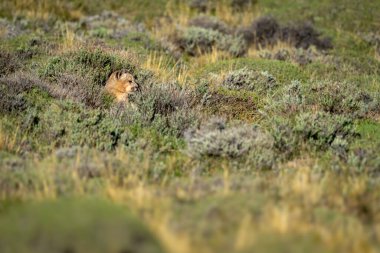 Puma And öncesi çalılıklarda gün ışığında yatıyor.