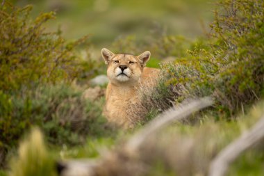 Puma, sık çalılıklarda uzanıyor, havayı kokluyor.