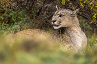 Puma uzanmış dudakları yalıyor ve başını çeviriyor