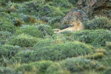 Puma çalılık yamaçtaki kayanın yanında yatıyor.