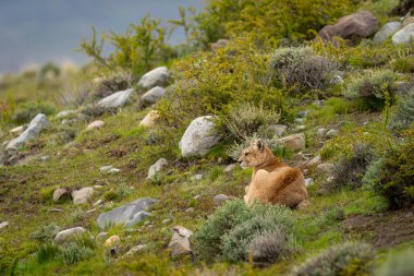 Puma kayalık yamaçta yatıyor, başını çeviriyor.