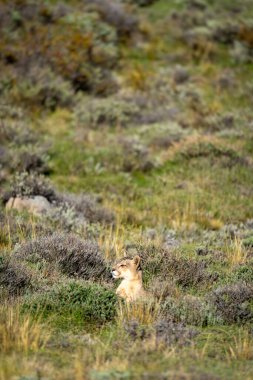Puma, And öncesi ovaları gün ışığında tarıyor.