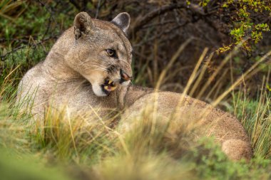 Puma çalıların yanında çimlerde homurdanarak yatıyor.