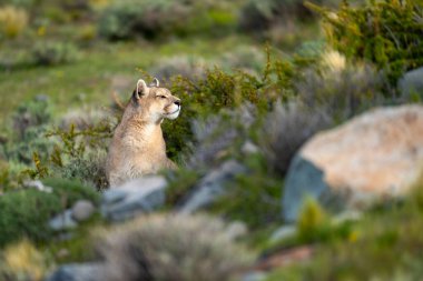 Puma uzanmış uzanmış kayaların üzerinden bakıyor.