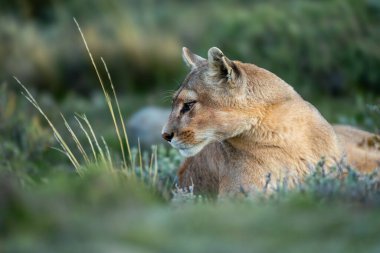 Puma, uzun otların yanında fenerle yatıyor.