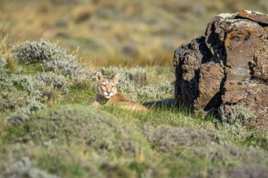 Andean öncesi çalılıklarda kayaların yanında yatan Puma.