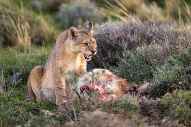 Puma ölü guanaco ile çalıların arasında oturuyor.